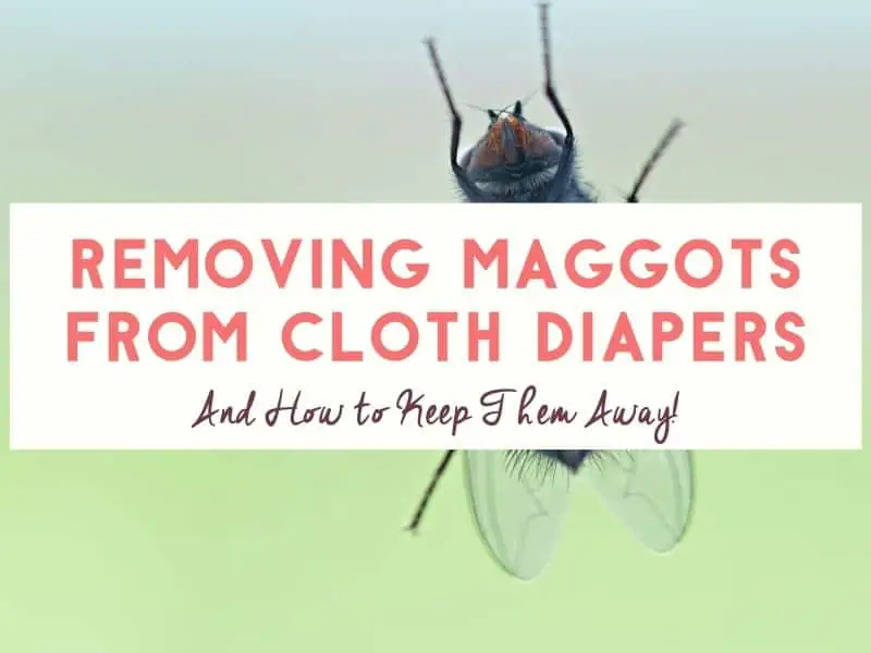 Maggots in Cloth Diapers